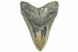 Serrated, Fossil Megalodon Tooth - North Carolina #363746-1